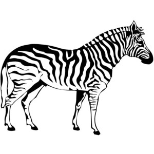 Animal Coloring Pages: Zebra coloring pages - Polyvore