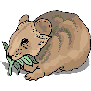 Wombat clipart, cliparts of Wombat free download (wmf, eps, emf ...