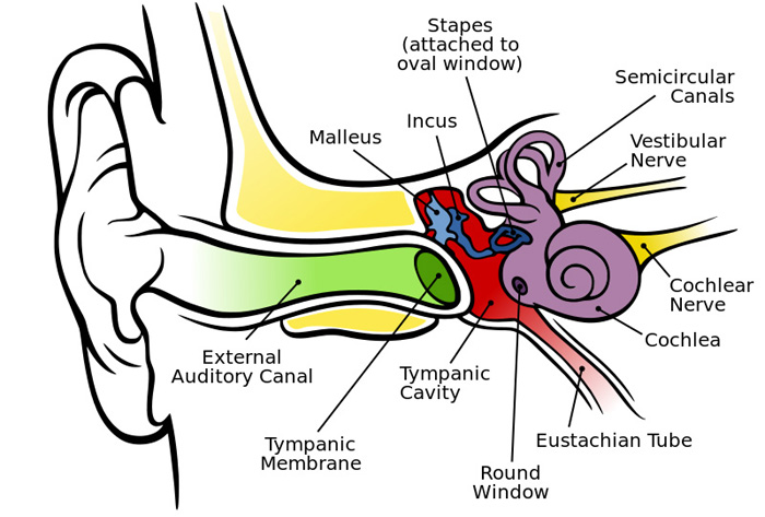 Animal Nerve Cell Diagram - ClipArt Best