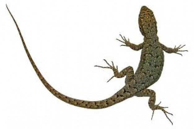 Lagartija Small Wall Lizard 1 Photo | Free Download
