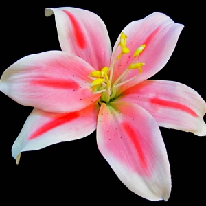 large-pink-and-white-stargazer-lily-flower-hair-clip-28.jpeg