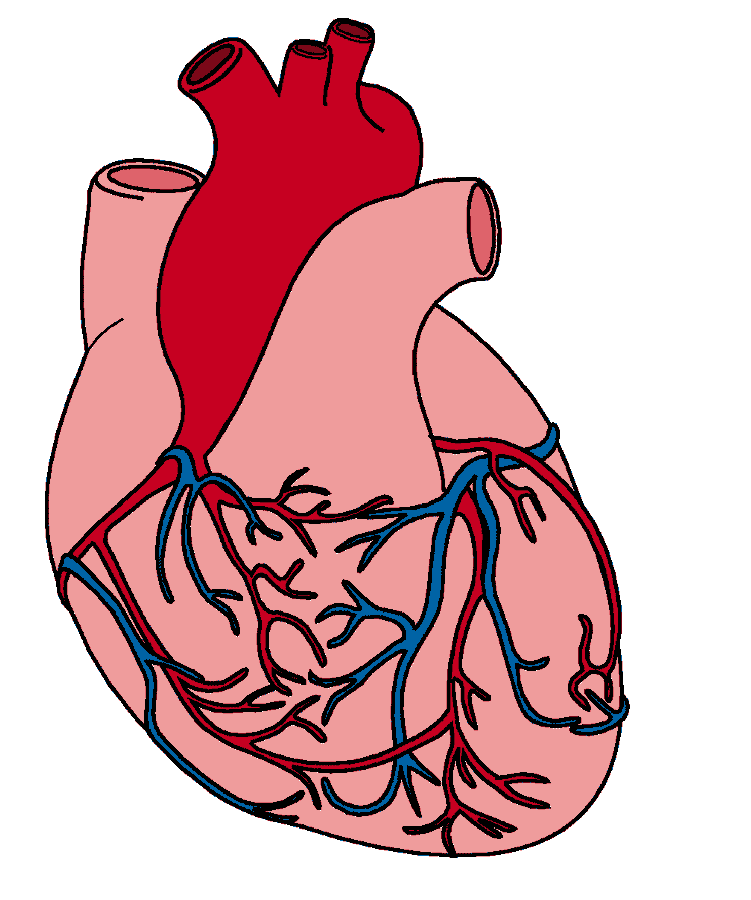 Heart Diagram Unlabeled