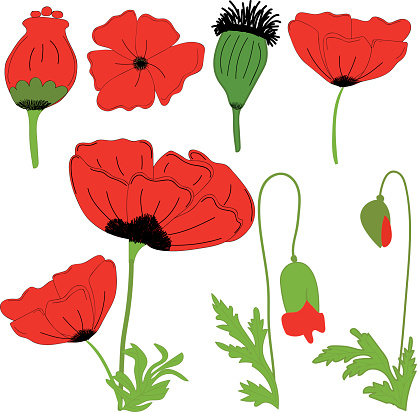 Corn Poppy Clip Art, Vector Images & Illustrations