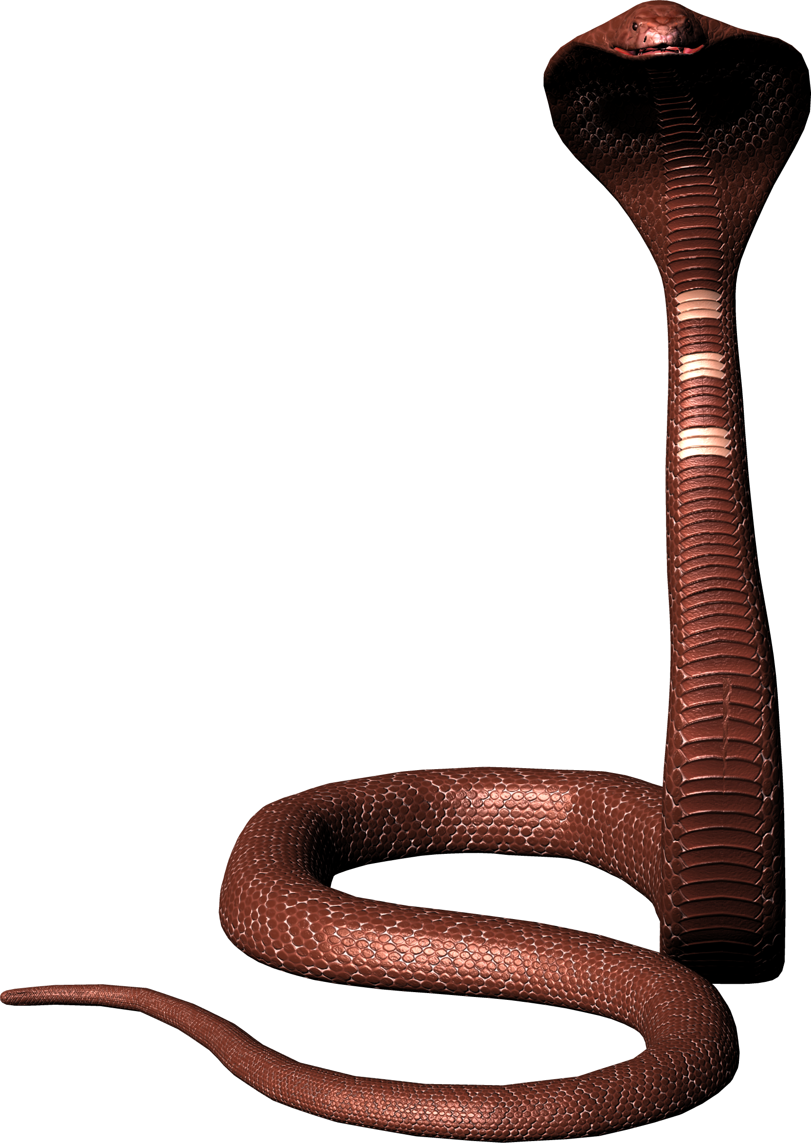 Snake PNG image, free download png picture snakes