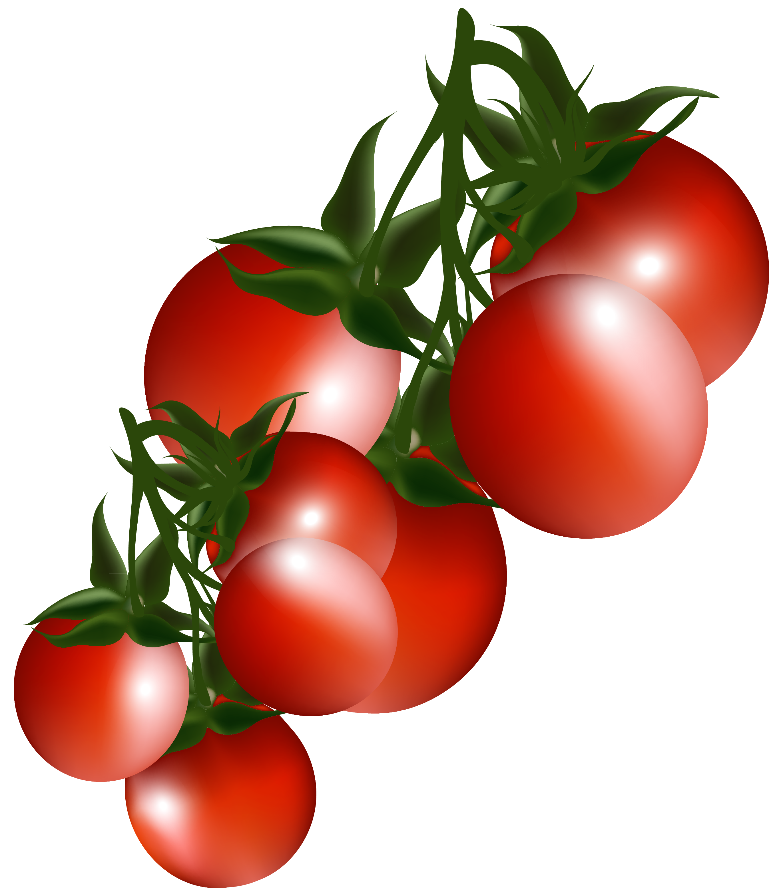 Clip Art Tomato