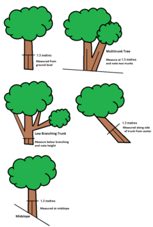 Tree With Three Branches - ClipArt Best