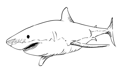 Learn how to draw a Great White Shark through an easy step by step ...