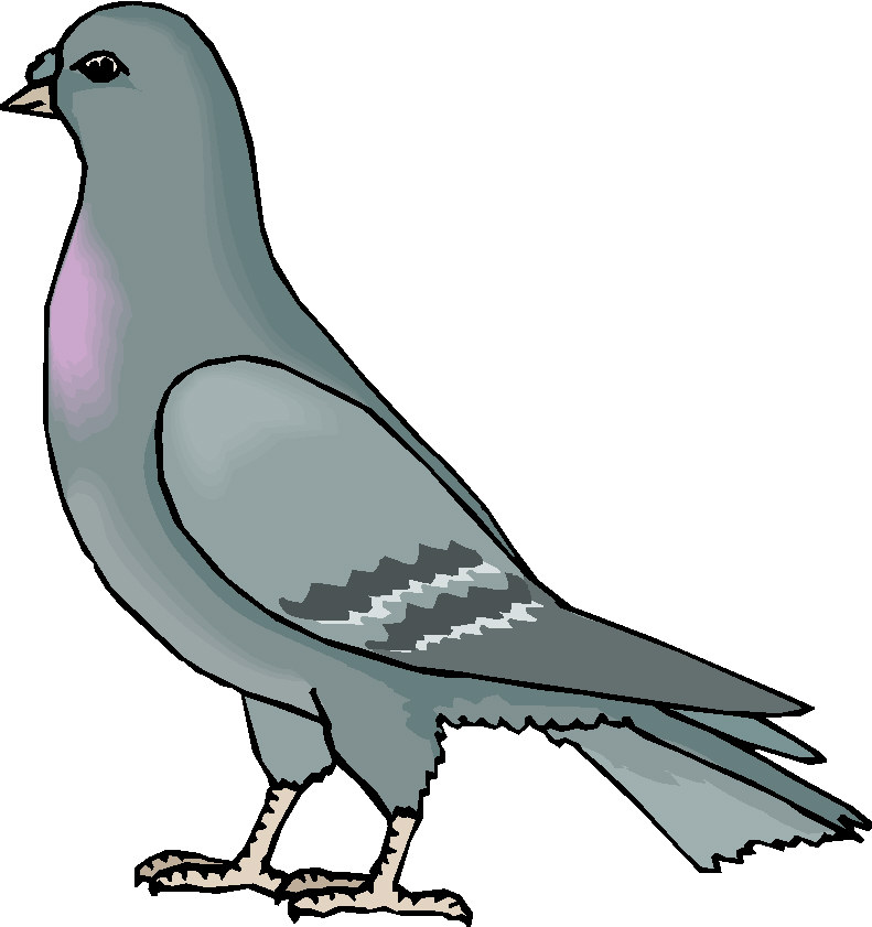 Pigeon Clip Art Free - Free Clipart Images