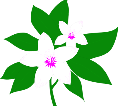 Jasmine Flower Clip Art - Free Clipart Images