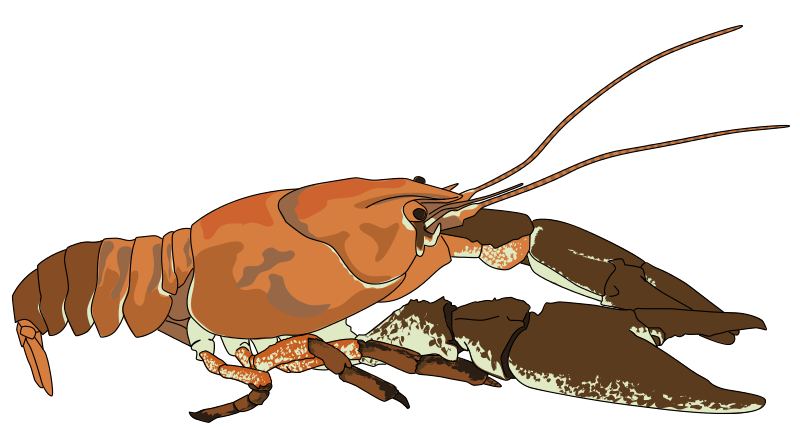 Free to Use & Public Domain Crayfish Clip Art