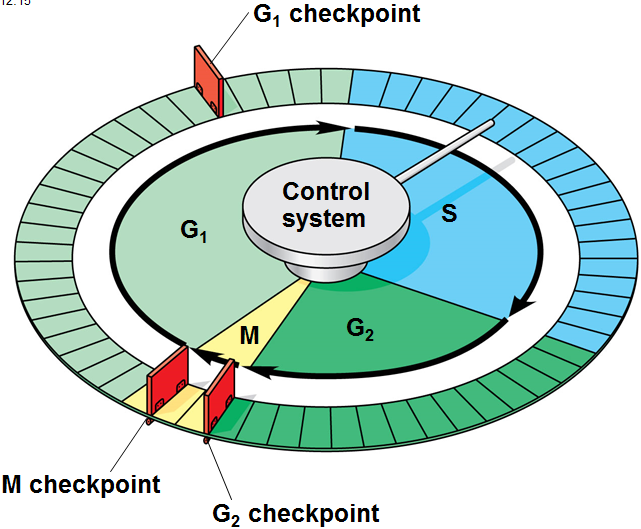 Biology 181 > Harvey > Flashcards > Ch. 12 Mitosis Lecture | StudyBlue