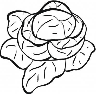 Lettuce 5 coloring page | Super Coloring