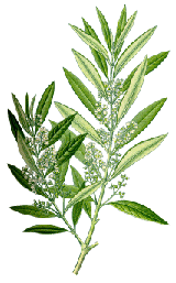 Olive Leaf Benefits & Information (Olea Europaea)