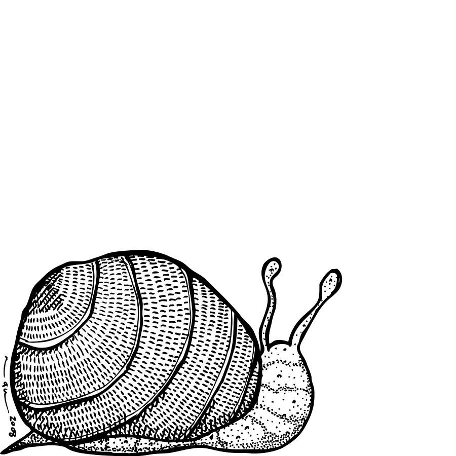 Snail Drawing by Karl Addison - Snail Fine Art Prints and Posters ...