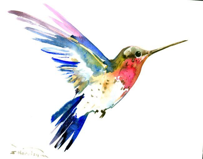 Watercolor Hummingbird ...