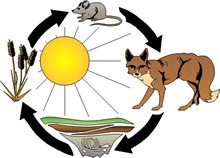 Food chain clip art