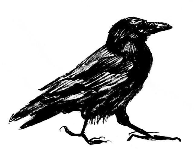 1000+ images about ravens and crows | Image search ...