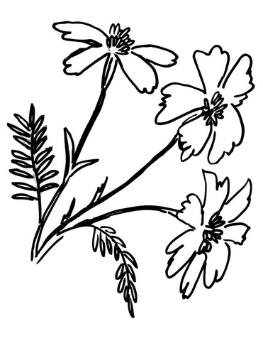 Marigolds coloring pages | Free Coloring Pages