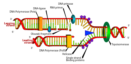 DNA - Wikipedia