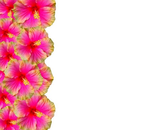 Hibiscus Flower Border Clipart - Free to use Clip Art Resource