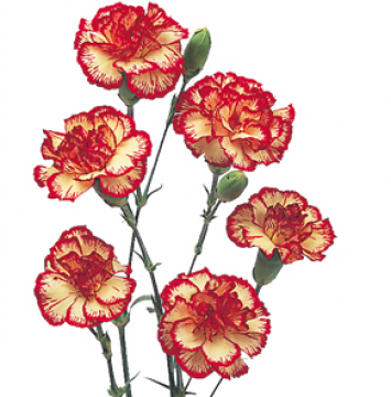 One White Carnation Clipart