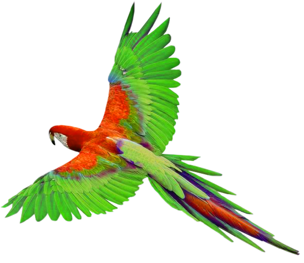 Parrot Flying - ClipArt Best