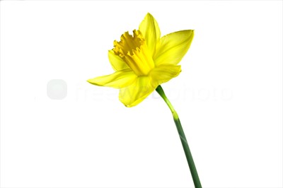 Daffodil :: Photo 407 :: Download from FreeWebPhoto.com