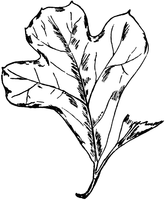 Black-Jack Oak Leaf | ClipArt ETC