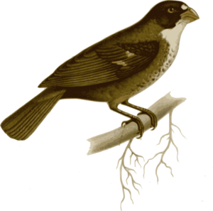 Bird On Branch clip art - vector clip art online, royalty free ...