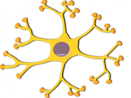 Download Neuron Interneuron clip art Vector Free