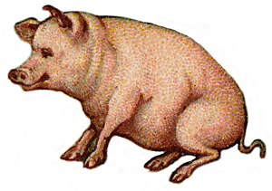 Pig Clipart