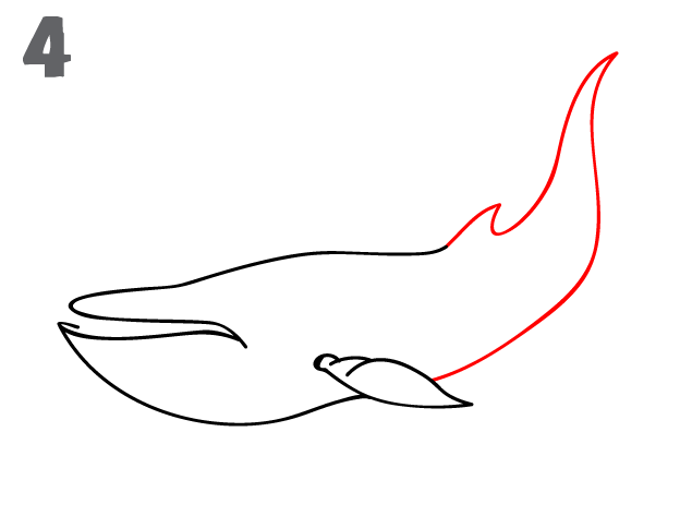 How To Draw a Blue Whale - Step-by-Step