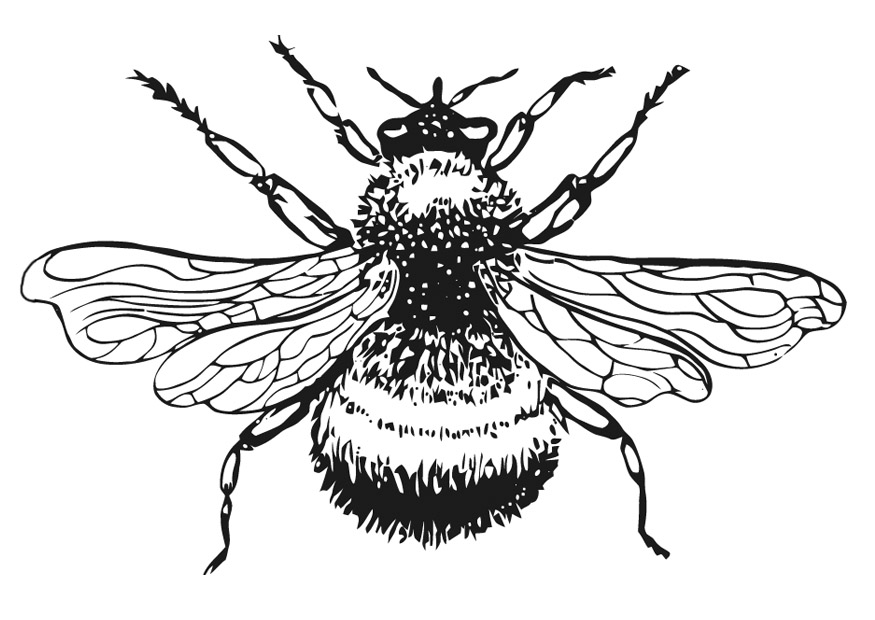 Bumble Bee Coloring Pages Page Free | Hagio Graphic