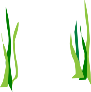 Seaweed Clipart
