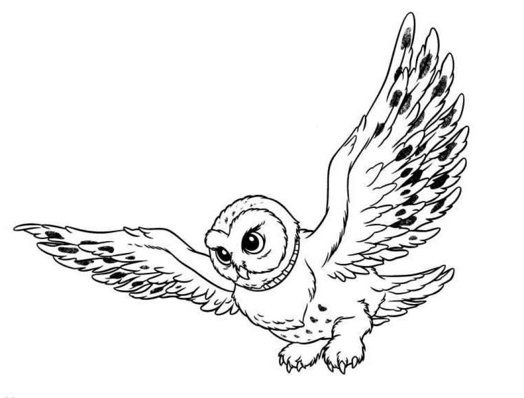 Flying Owl Drawing - Free Clipart Images