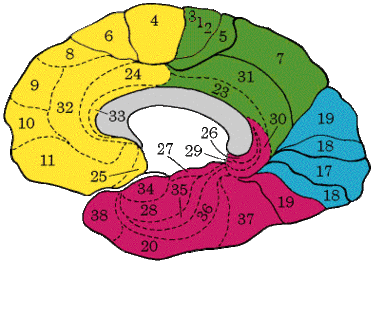 Fill In The Blank Brain Diagrams Clipart - Free to use Clip Art ...