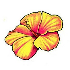 Flower Drawings Hibiscus Multi | Love Images Free