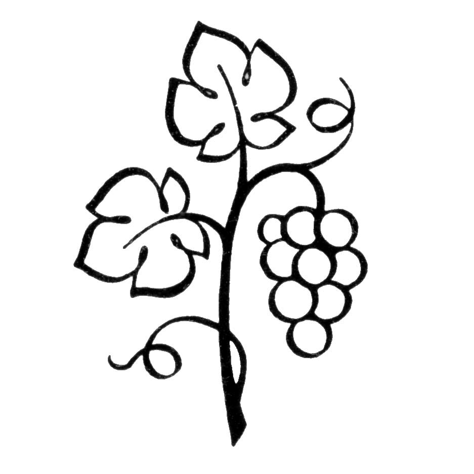 Grapes no leaf outline clipart black and white