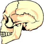 Functions Of The Skeleton Protection - AoF.com