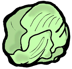 Lettuce head clipart