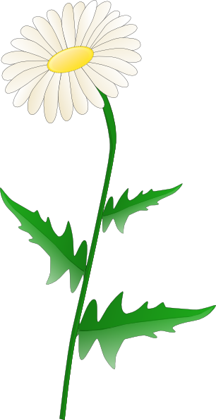 Daisy cartoon daisies clip art dromiai top 2 - dbclipart.com