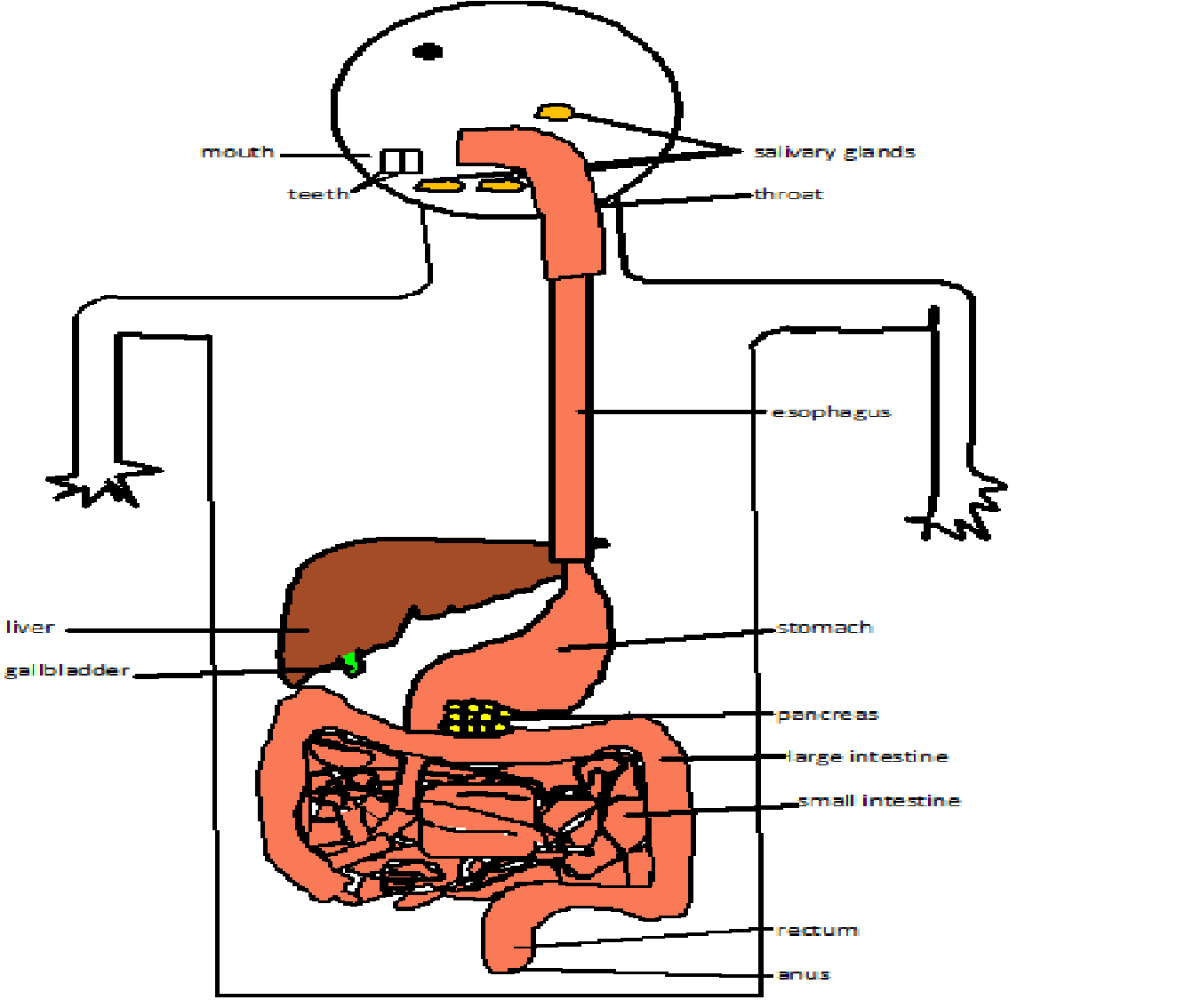 Digestive System - ClipArt Best