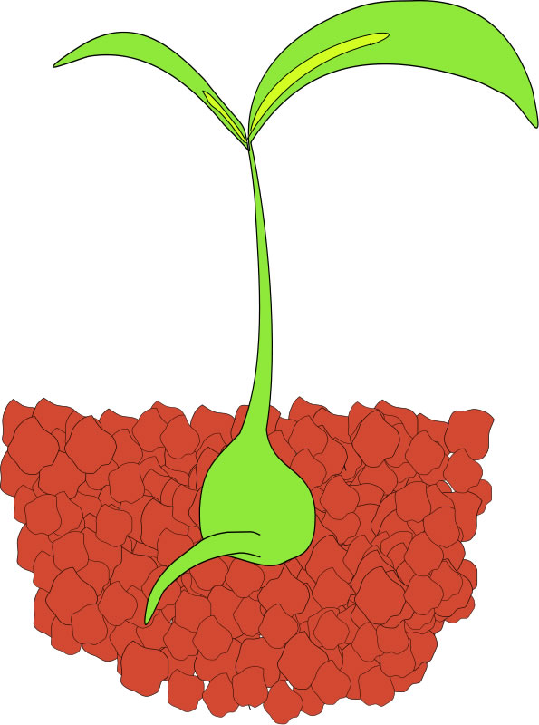 Seed Growing Clipart