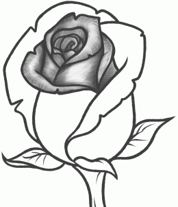 How to Draw a Rose Bud, Rose Bud, Step by Step, Flowers, Pop ...