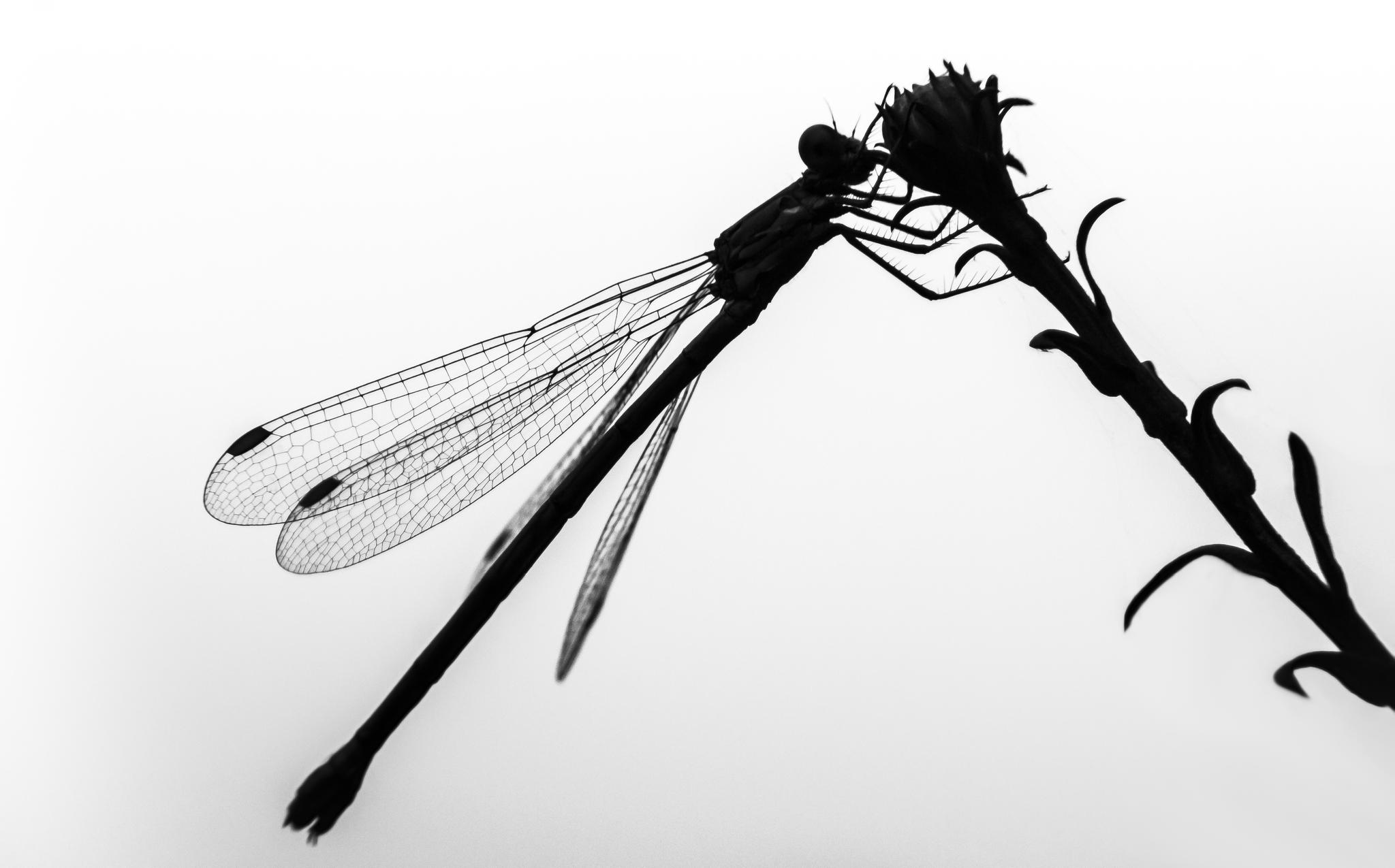 Dragonfly Silhouette - Free Clipart Images