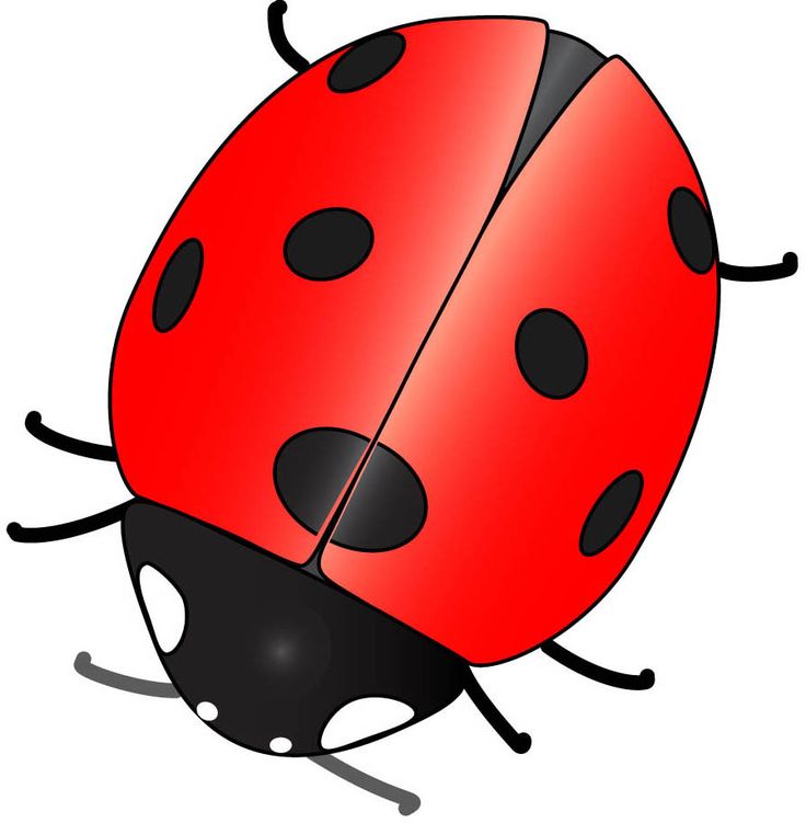 1000+ images about Ladybugs | Belle, Birthday cards ...