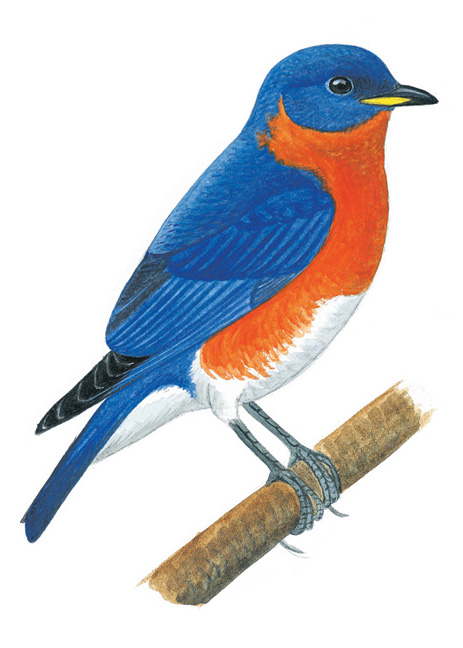 Blue Bird Drawings - ClipArt Best