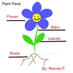 Kindergarten, Flower parts and Kindergarten worksheets