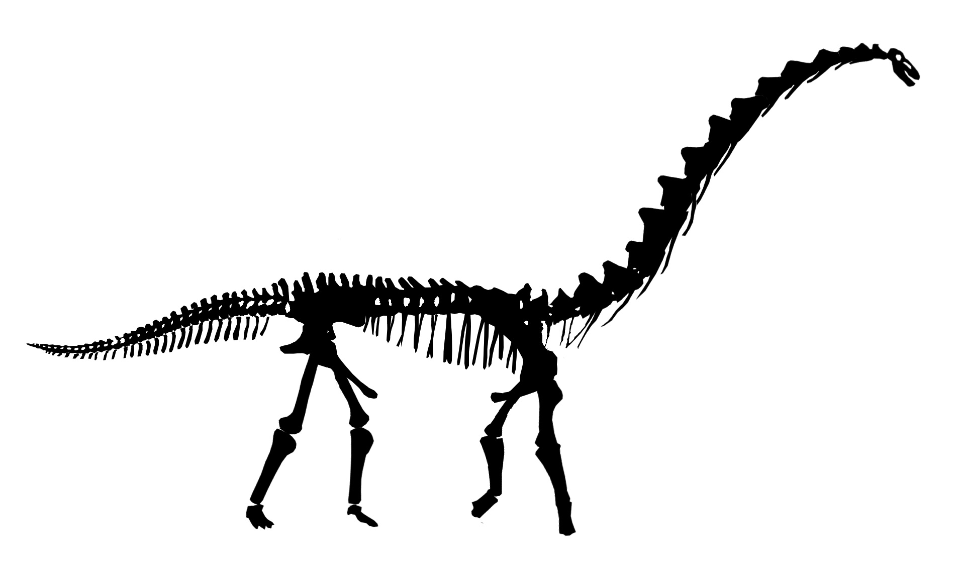 skeletal reconstructions | Sauropod Vertebra Picture of the Week