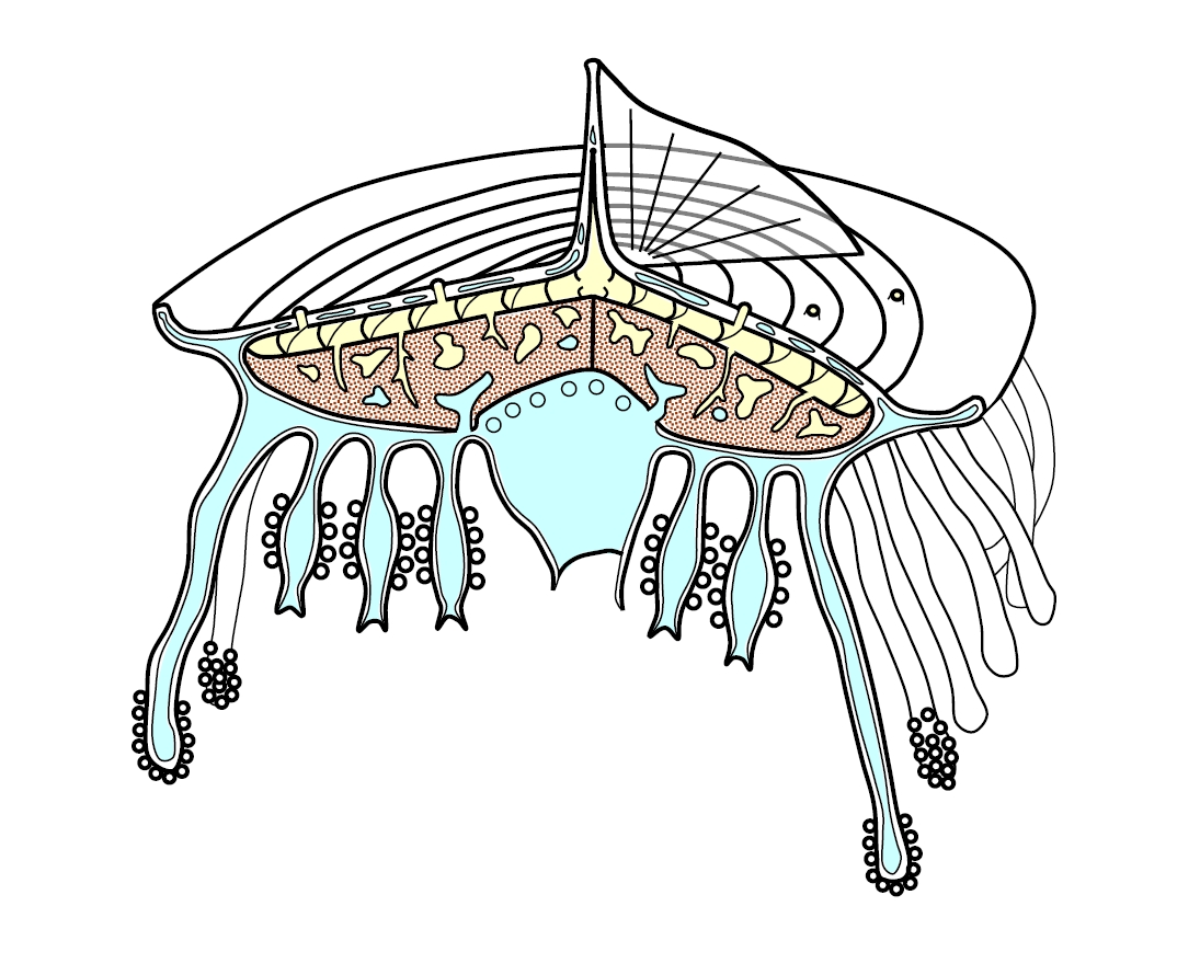 Cnidaria